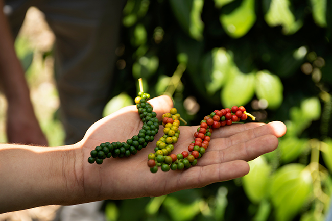 Tropoc Achieves Green List Status Through FDA Giving U.S. Companies an Accelerated Option to Import Brazilian Pepper.