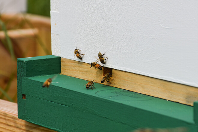 762629489-bees-3