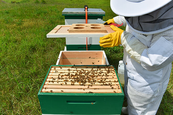 762629516-bees-7