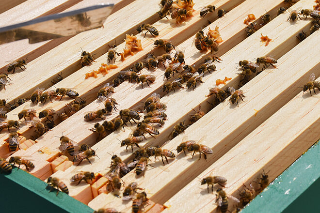 762629578-bees-10